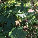 Podophyllum versipelle Habitat