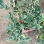 Triphasia trifolia Fruit