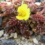 Geum rossii Облик