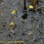 Utricularia minor Habitus