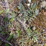 Centaurea paniculata Leaf