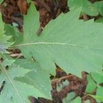 Erechtites valerianifolius 葉