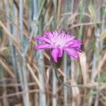 Knautia orientalis