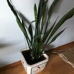 Dracaena stuckyi Yaprak