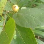 Cordia dichotoma Fuelha