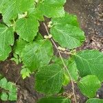 Corylus americana Leaf