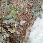 Euphorbia hirta Frunză