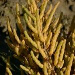 Salicornia stricta 果実