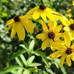 Coreopsis tripteris Квітка