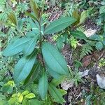 Ardisia escallonioides Habit