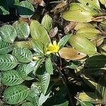 Ludwigia peploides Blomma