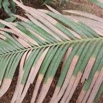 Cycas taiwaniana Leaf