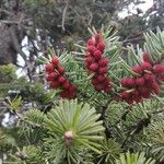 Abies alba Blüte