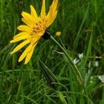 Tragopogon pratensisBlomma