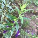 Angelonia biflora Лист
