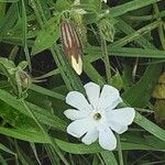 Silene noctiflora 花