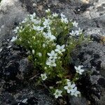 Arenaria ligericina Habit