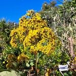 Roldana petasitis Flor