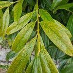 Cocculus laurifolius Leaf