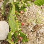 Opuntia maxima Habit