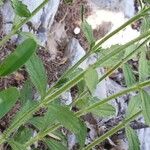 Sideritis hirsuta Leaf