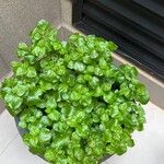 Peperomia pellucida Yaprak