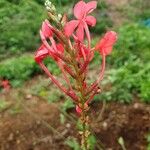 Plumbago indica Квітка