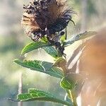 Inula spiraeifolia Fruit