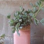Lampranthus deltoides Leaf