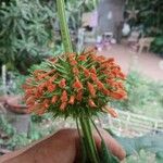 Leonotis nepetifoliaFlors