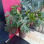 Monstera adansonii Лист