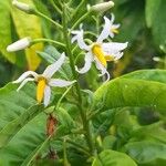 Solanum bahamense Floro