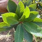 Clethra mexicana Leaf