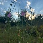 Agalinis purpurea Flor