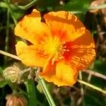 Eschscholzia californica Цвят