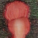 Detarium macrocarpum Rinde