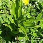 Epipactis helleborine Folio