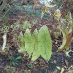 Callicarpa americana Leaf