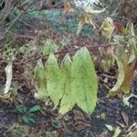 Callicarpa americana Feuille