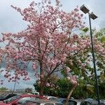 Tabebuia rosea عادت داشتن