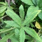 Potentilla thurberi Leaf