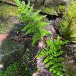 Dryopteris expansa Yaprak