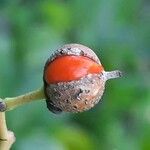 Euonymus japonicus Fruit