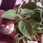 Coleus barbatus Leht