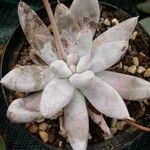 Echeveria tolimanensis Frunză