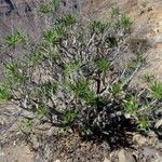 Echium decaisnei Habit