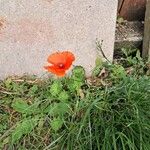 Papaver setiferum Blüte