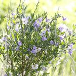 Solanum umbelliferum ᱛᱟᱦᱮᱸ