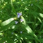 Tradescantia subaspera Flor