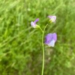 Lathyrus hirsutus花